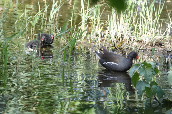 Une famille de Gallinules poule-d'eau sur la mare du Refuge d'Olivier © Olivier Fernandez